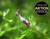 Red Rili Garnele,  Zwerggarnele,  AKTION (Versand/  Abholung)