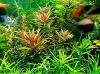 Tannenwedelähnlicher Sumpffreund,  Aquariumpflanze,  Versand/  Abholung