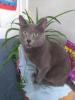 Reinrassiger Russisch Blau Deckkater,  ausgezeichneten Stammbaum.