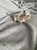 Degus abzugeben