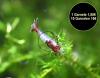 Red Rili Garnele,  Zwerggarnele (Versand/  Abholung)