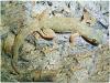 Hemidactylus frenatus /  platyurus Hausgeckos