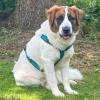 PATCH - männlich  1 Jahr  63 cm  35 kg  Mix  Gechipt  Nicht kastriert