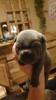 BullPei Welpen 