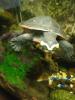 emydura subglobosa,  Rotbauch-Spitzkopfschildkröten,  Wasserschildkröten