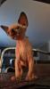 Sphynx Kitten / /  weiblich