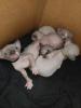 Canadian Sphynx Kitten