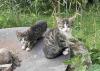Süße kleine Katerchen  in liebevolle Hände ab zu geben