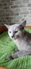 Russisch blau Kitten reinrassig 20.11.2024
