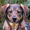 MOSTIE - eine herzensgute Seele - Mix - 4 Jahre 2 Monate- Tierhilfe-Franken e.V.