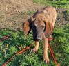 Fridolin sucht ein passendes Zuhause