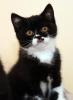 BKH Kitten 2 Kater & 1 Katze,  4 Monate alt mit Stammbaum