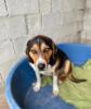 Tamino sucht ein passendes Zuhause