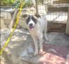 Smilla sucht ein passendes Zuhause
