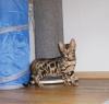 Schöne Bengal-Kätzchen