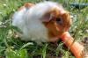 MÄXCHEN - Meerschweinchen - 5 Jahre - Tierhilfe-Franken e.V.