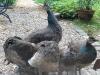 Pfau /  Pfauen abzugeben