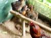 Bruteier von wildfarbenen Araucana für 1,  50 Euro