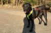 NICKI - bildhübscher Perro de Pastor Mallorquin - 4 Jahre - Tierhilfe-Franken e.