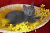 Reinrassige Kartäuser /  Chartreux Kitten