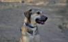 Murphy sucht ein passendes Zuhause