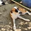 Lagatha sucht ein passendes Zuhause