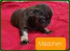 Altdeutsche Mops Welpen