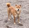 Choko - Shiba Inu-Mischling - lieb,  schüchtern