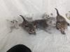 Sechs süße BKH Kitten geb. 06.05.23 suchen ab Ende Juli ein neues Zuhause