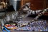 Reinrassige liebevolle Bengal Kitten mit Stammbaum