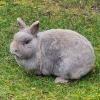 LEA   Schutzgebühr: € 40, --  weiblich  5 Jahre  Zwergkaninchen