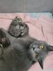 BKH Mix Kitten suchen neuen Kuschel Partner