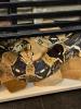 Boa Constrictor , C ohne Terrarium 