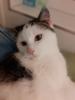 Tony – verschmuster Kater sucht dringend liebevolles Zuhause! (aus dem Tierschut