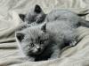 Reinrassige BKH Kitten in Blau und Lila
