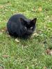 Schwarzer Kater abzugeben