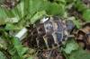 Griechische Landschildkröten,  Thb. un Thh. (kleinbleibende Unterart aus dem west