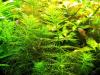 Guyana Tausendblatt,  Aquarienpflanze,  Versand/  Abholung