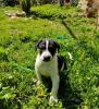 Ralf sucht ein passendes Zuhause