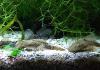 Ancistrus spec.,  brauner Antennenwels (Versand/  Abholung)