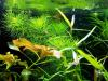 Guyana Tausendblatt,  Bündel,  Aquarienpflanzen (Versand/  Abholung)