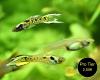Tiger Endler,  Guppy,  reinerbig,  RARITÄT (Versand/  Abholung)