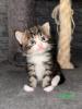 4 Maine Coon Kitten Kater