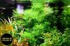 Wasserprimel,  Aquarienpflanze,  AKTION!,  Versand/  Abholung