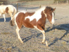 Homozygoter Paint Horse Hengst,  Absetzer