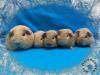 US Teddy Meerschweinchen,  Kastrate und Erzieherschweinchen zur Abgabe