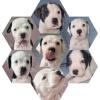 5 süße American Bulldog Mix Welpen 