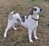 Zoi sucht ein passendes Zuhause
