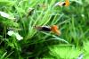 Guppy Mixe (Versand/  Abholung)