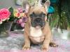 Französische Bulldoggen Blue /  Blue red fawn